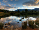 act swans at dusk tidbinbilla nature reserve