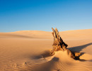 nsw  lifeless dunes