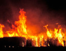 qld burning the cane before harvest