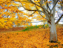 sa autumn in the mt lofty botanic gardens